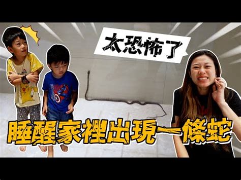 家裡出現小蛇|【蛇來家裡】家中現蛇！是吉兆還是凶兆？4招防蛇秘訣大公開！